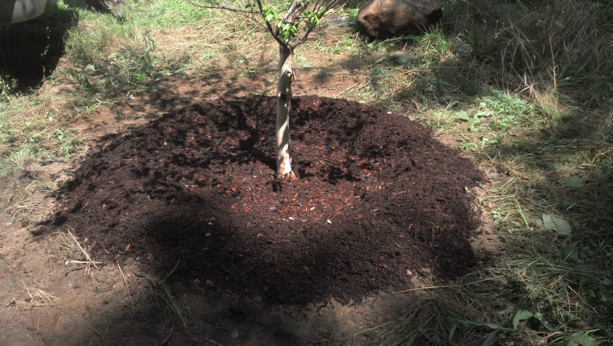 how far to mulch around trees