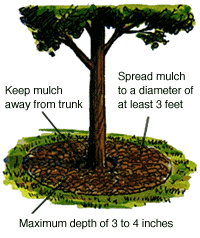 Right way to mulch around trees