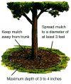How to mulch your tree diagram
