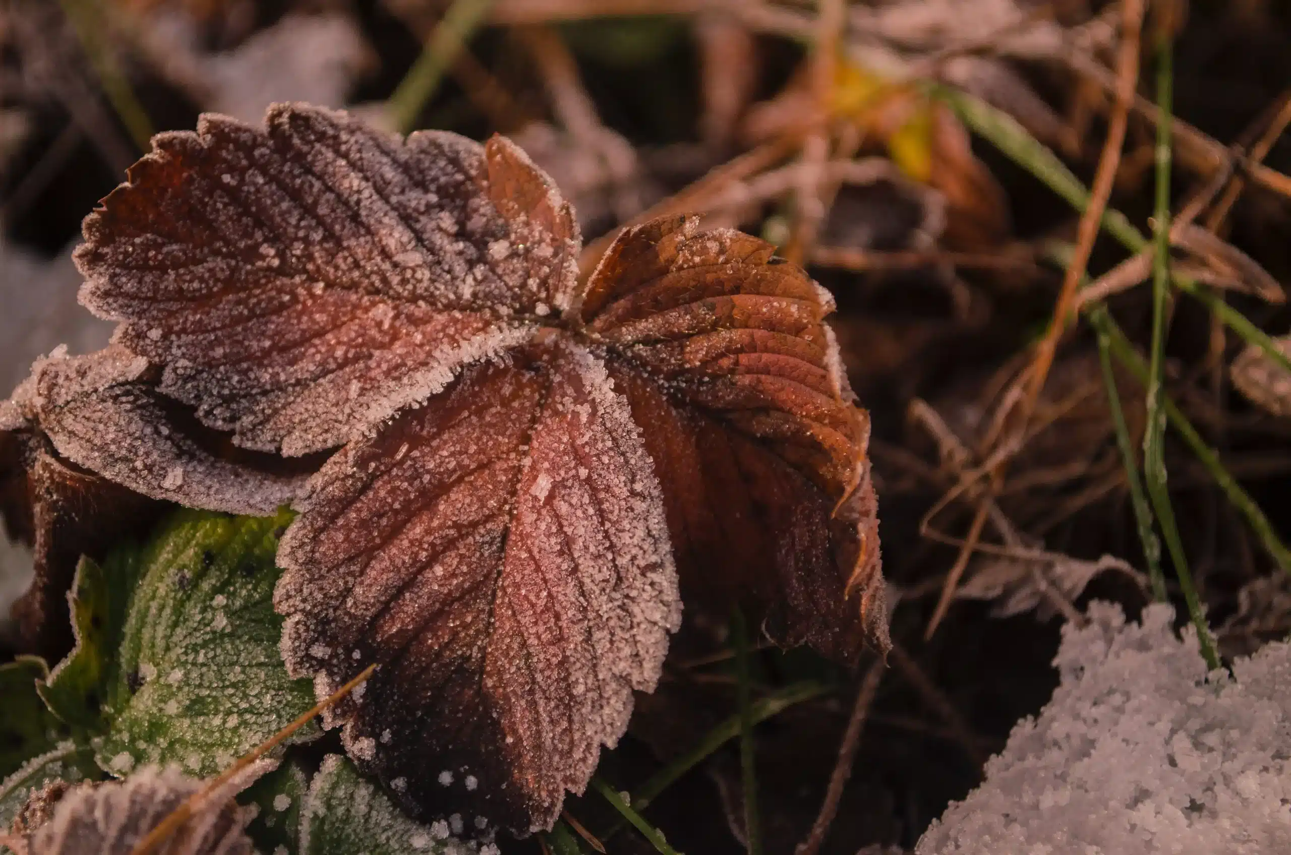 Winter frost on leaves