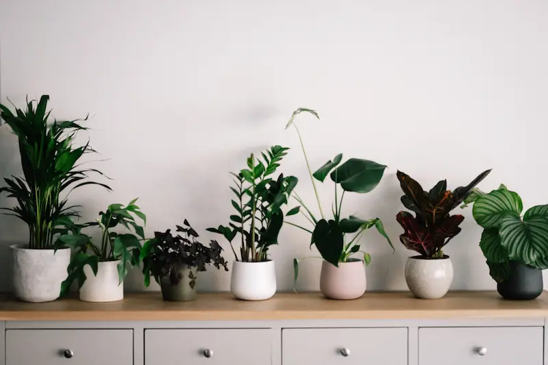 indoor plants on a counter