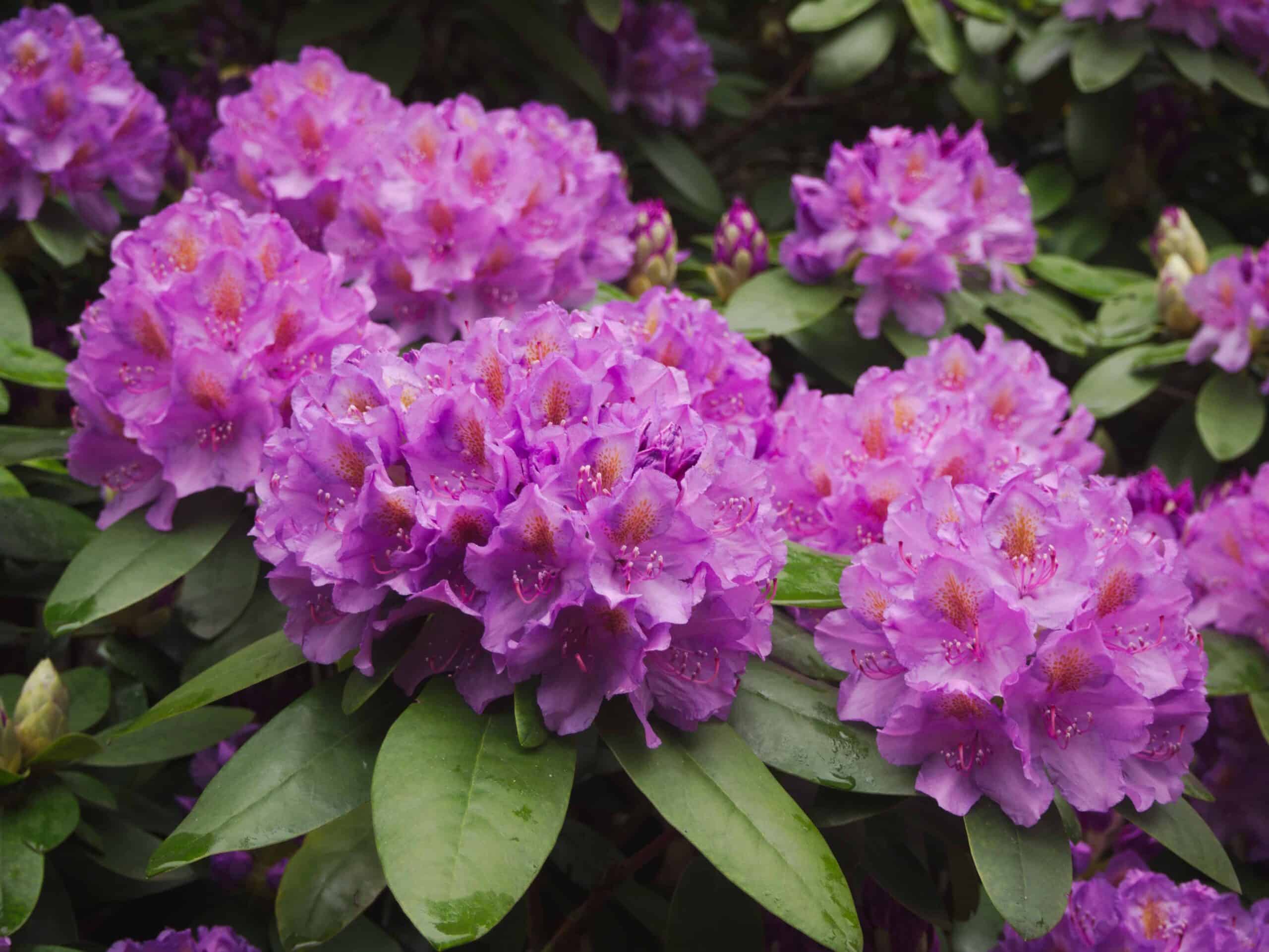 Beautiful, blooming, purple Rhododendrons and their green leaves